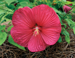 Hibiscus-Luna Series.
